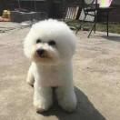 绵阳市千宠犬舍