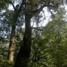 千年以上古茶树