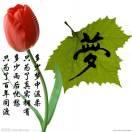 哥以冷漠