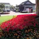 福多多(手机摄影)