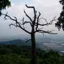 小拇指东华店阿明