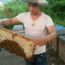 AA批发蜂蜜蜂王浆