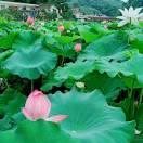 明天会更好