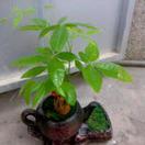 ꧁༺๑淡然๑༻꧂