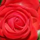 🌹带刺的玫瑰🌹