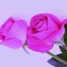 ❤️🌹好运连连…✌️✌️✌️