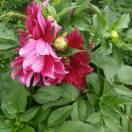 刮大白呢小阿妹😚😜