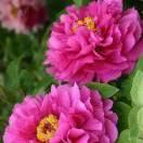 一直微笑