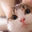 小啾