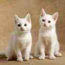 姚甲寅   จุ๊บ