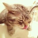 梦幻西栅炼妖大师三金