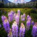 十年义务教育生