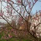 🌹🌹🌹一鸣惊人