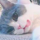 猪 