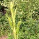 今生只为遇见你