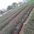 盐源苗圃，糖心苹果种植