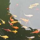 小芳