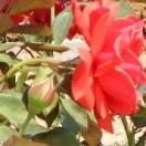 杜鹃花开