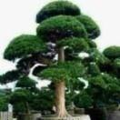 心平和气