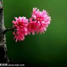 情歌王子