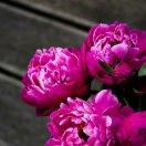 追忆🍀 🌹 🍀