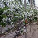 青岛林中空地农业科技张华岗