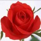 玫瑰