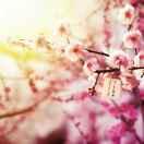 喜花仕花卉