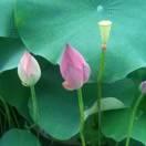 人生有太多的无奈