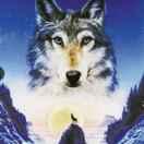 过眼云烟！小强