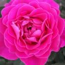 芳