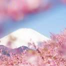 芬 芳
