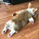 垂柳