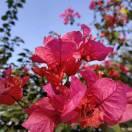 stx春暖花开