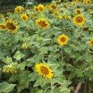 心若向阳必敞亮