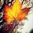 落叶🍂无情亦有情