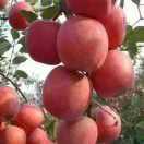 苹果🍎🍎