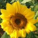 云荷淡月（绿之希望）