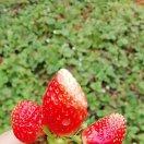 红