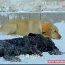 冰峰之芯         🐜🐜