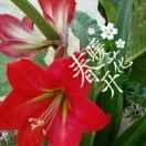 春暖花开