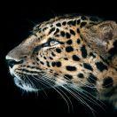 山前山后(求关注)