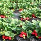 北京榴莲哥，批发零售