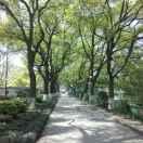 雲狮YS（运石林平)