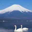 明兴，专业接木方