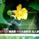 佛身