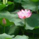 王志军专业瓷砖美缝美容胶收边