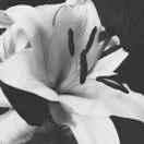 东莞皮卡二手车陈小姐