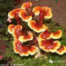 沉默是金