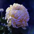 菊花台